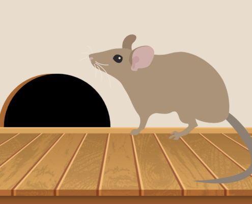 How to prevent rodent damage for your Pleasantville, NY home